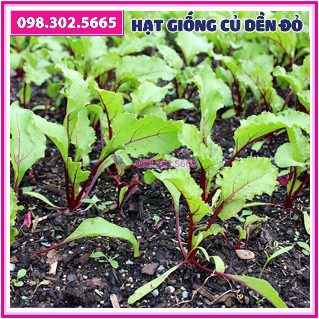 Hạt giống củ dền đỏ F1 gói 5gam