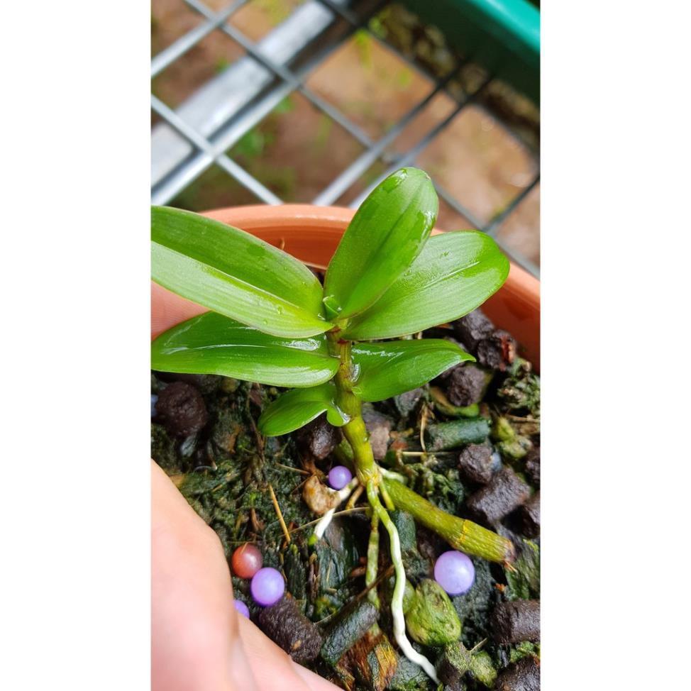 Hoa lan phi điệp Mít phân nhánh Chùa Hương