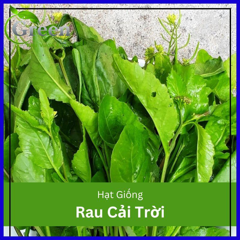 Hạt giống rau cải trời - gói 100 hạt