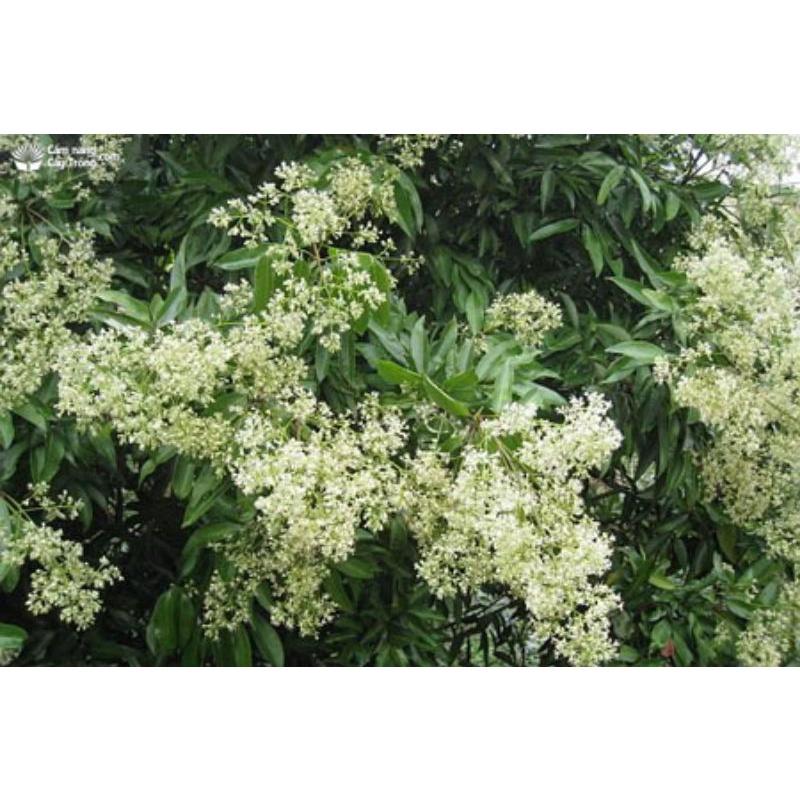 Lục Diệp Tố 1SL . Kích thích sinh trưởng cây trồng, kích lộc vải, lộc nhãn, rau màu, hoa cúc...