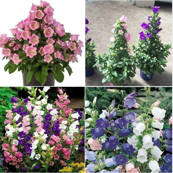 Hạt giống hoa chuông mix màu - 50hạt/gói