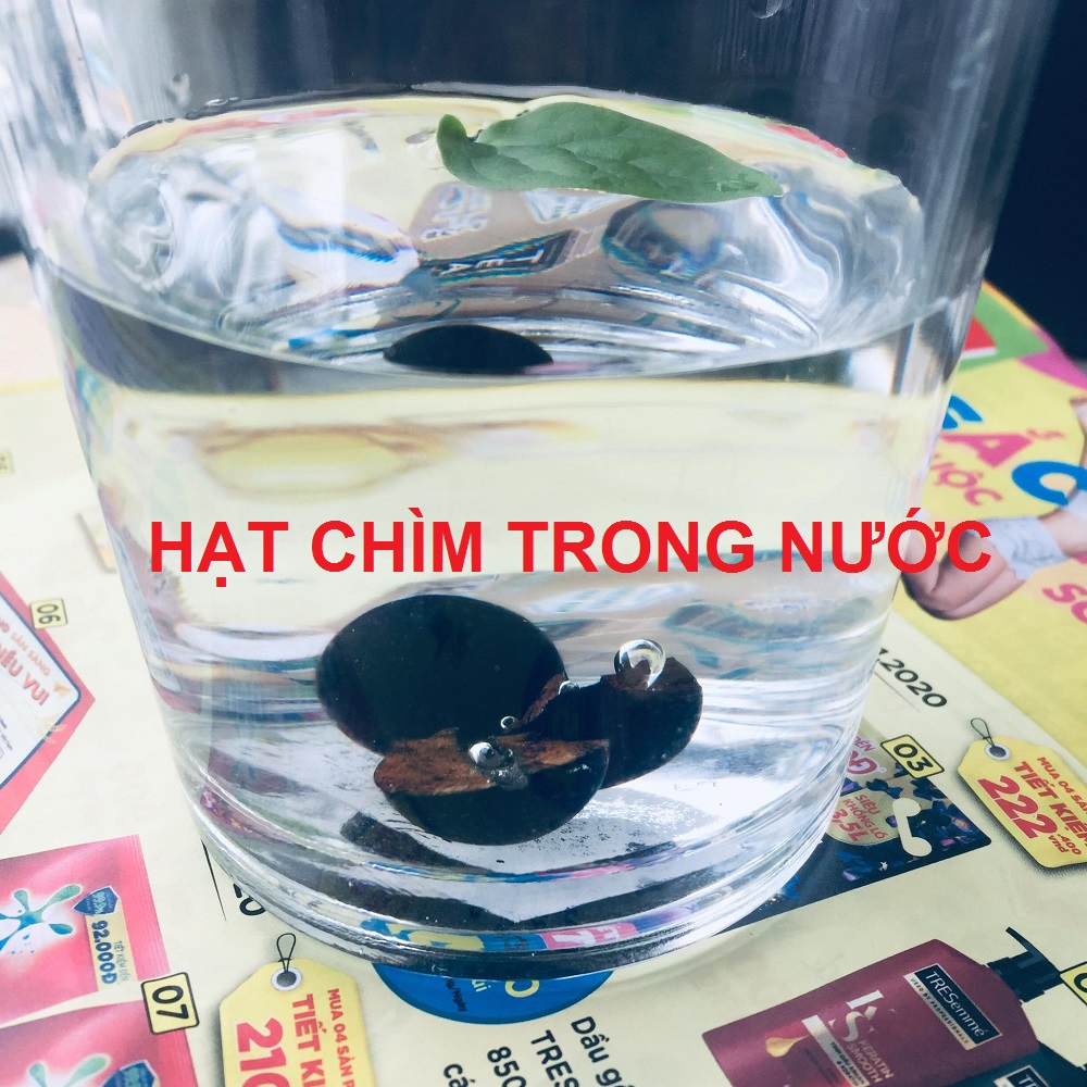 Combo  Vòng Tay phong Thủy Gỗ Trầm Hương Tự nhiên, sánh chìm, Bền và thơm vĩnh viễn, Kèm hộp đựng lót Nhung Nỉ