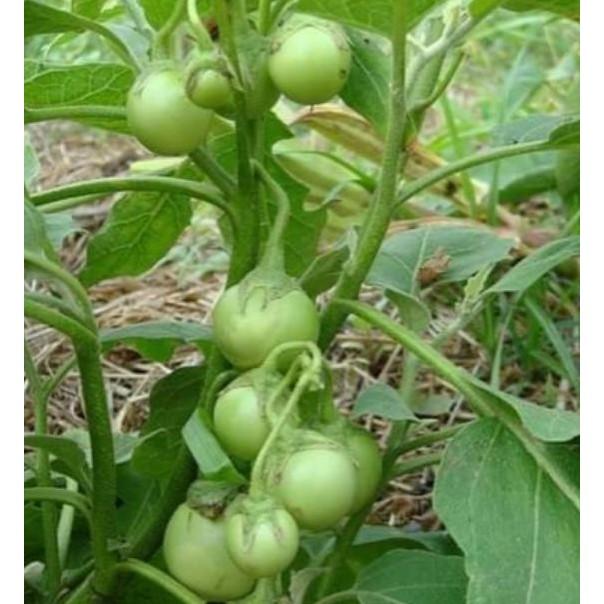 1gr Hạt giống cà pháo xanh cao sản