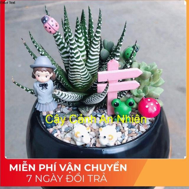 Chậu móng rồng tiểu cảnh