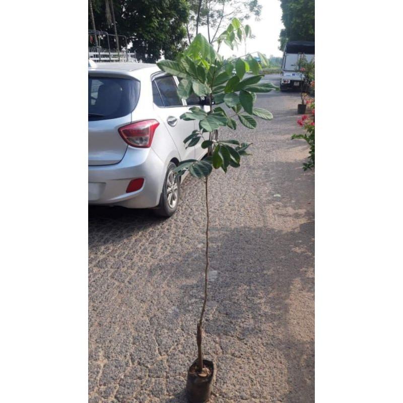 Cây giống chôm chôm