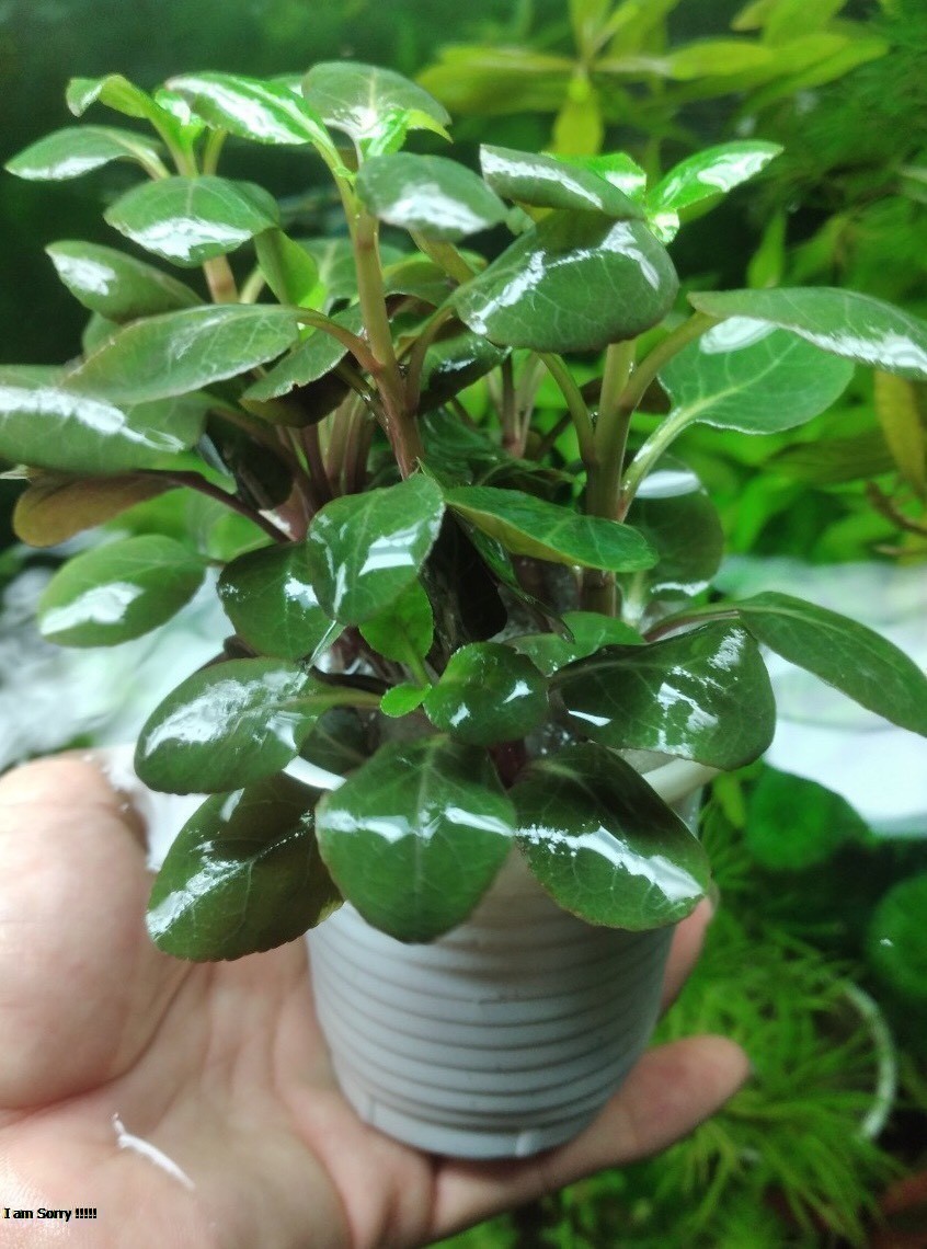 Cây thủy sinh Hồng ba tiêu 10 nhánh