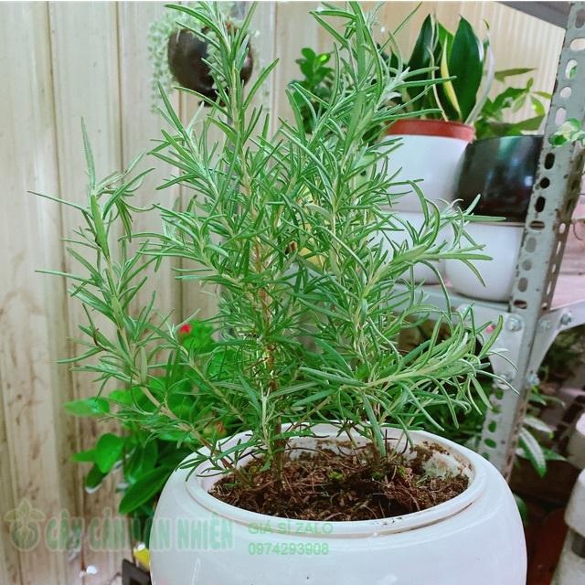 Chậu cây hương thảo