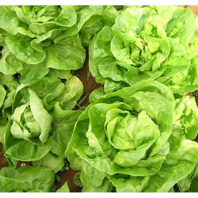 Hạt Giống rau Xà lách đăm xanh dể trồng f1- gói 0,2gram-tặng kèm gói phân bón lót