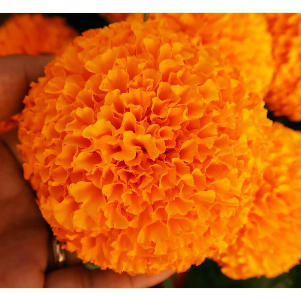 Hạt giống hoa Vạn Thọ đỏ cam Lùn F1 ( 30 hạt - Chiều cao dạng cây Lùn 40cm - 50cm )