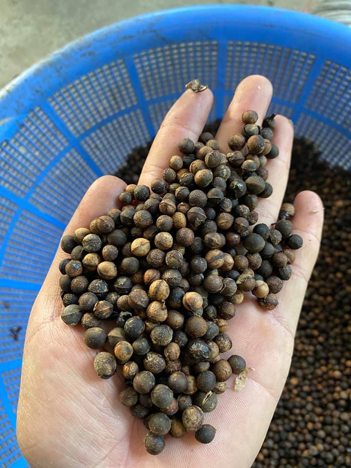 Hạt giống cây long não - 1kg