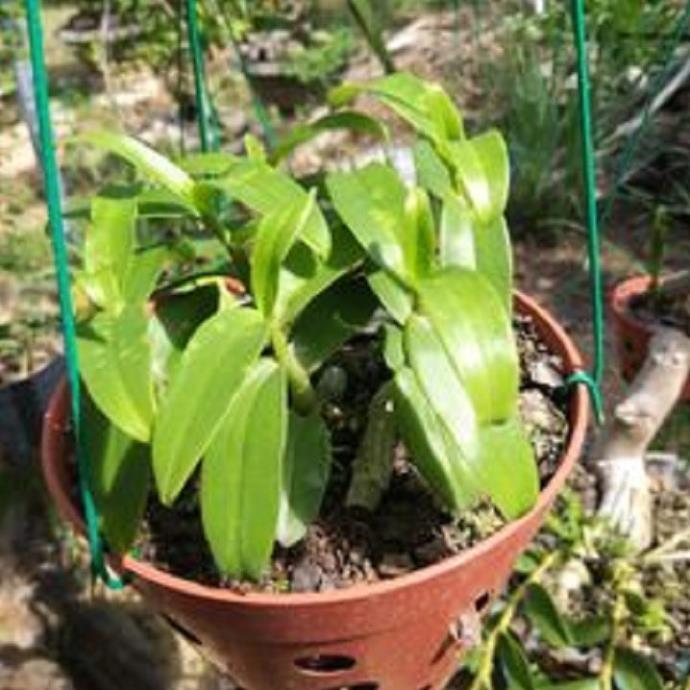 Hoa lan trầm thanh hoa cánh ám+ 700g phân thỏ hữu cơ