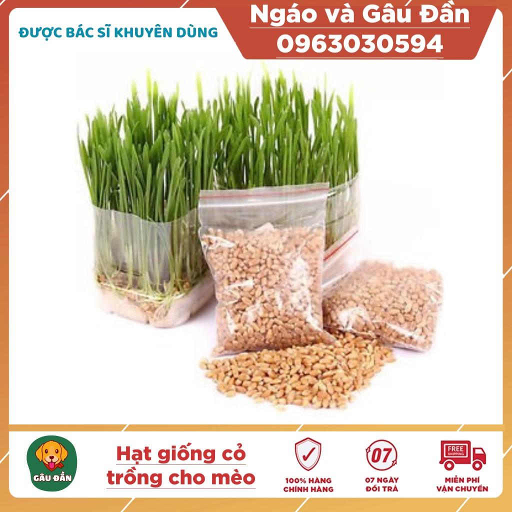 Hạt giống cỏ mèo 10g Ngáo Và Gâu Đần bổ xung chất xơ giúp tiêu búi lông cho mèo