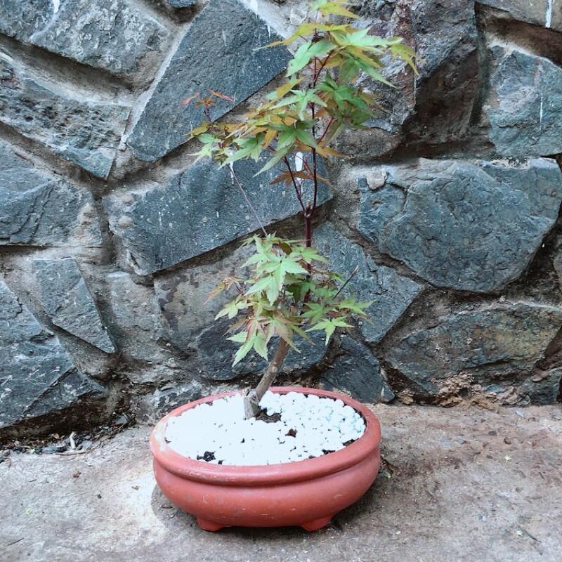 Chậu Phong Lá Đỏ Bonsai