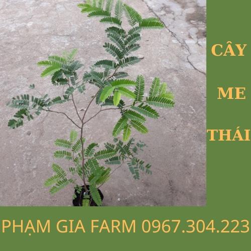 (PHẠM GIA FARM) CÂY GIỐNG ME THÁI NGỌT NHANH CHO TRÁI, DỄ TRỒNG