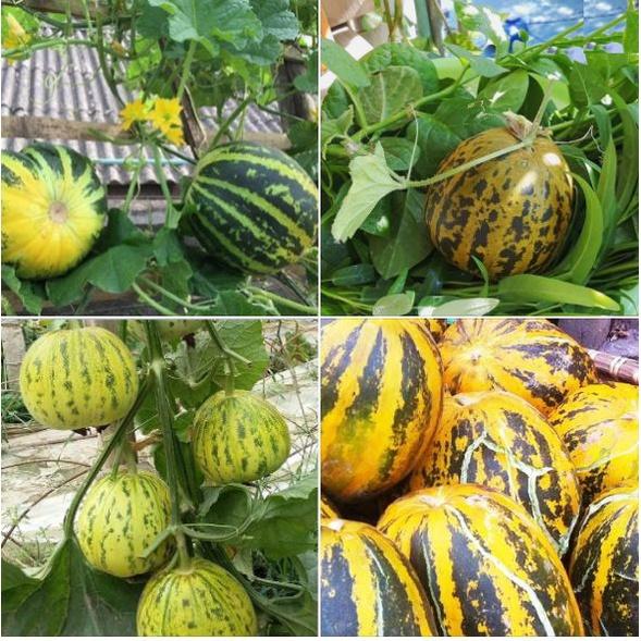 Hạt Giống Dưa Bở Thơm dể trồng f1-gói 20 hạt/tặng kèm gói phân bón lót