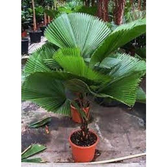 CÂY KÈ NHẬT ,CÂY KÈ NHẬT - BẦU CÂY GIỐNG