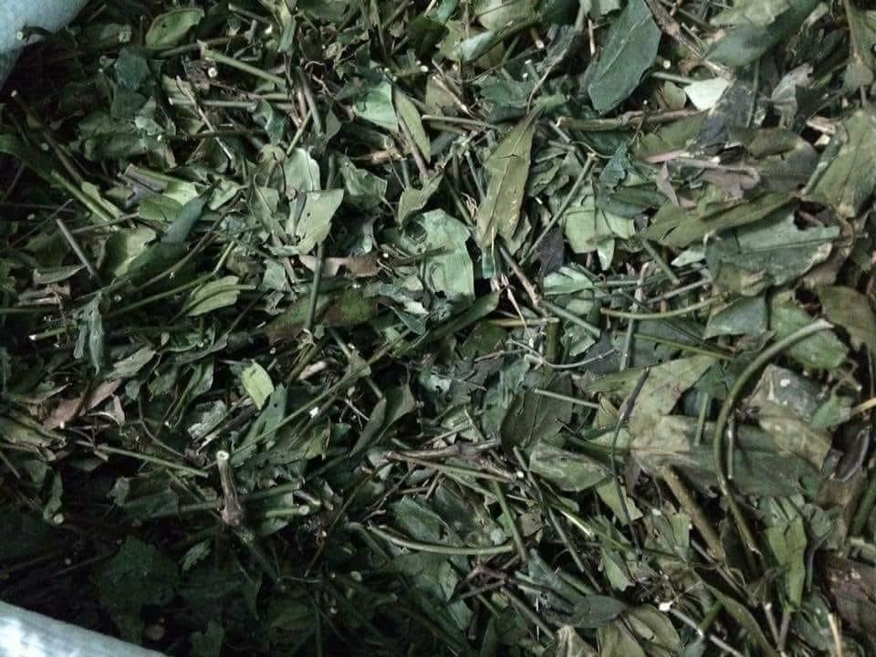 Cây chè vằng sẻ - Tốt cho phụ nữ sau sinh giảm cân và lợi sữa - Chè vằng lá nhỏ khô hữu cơ 1kg