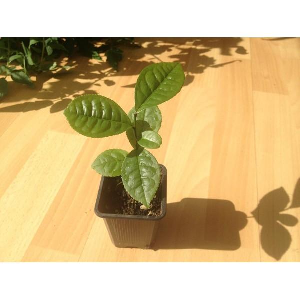 Hạt giống hoa Trà My nhật bản nhiều màu dễ trồng Camellia seeds