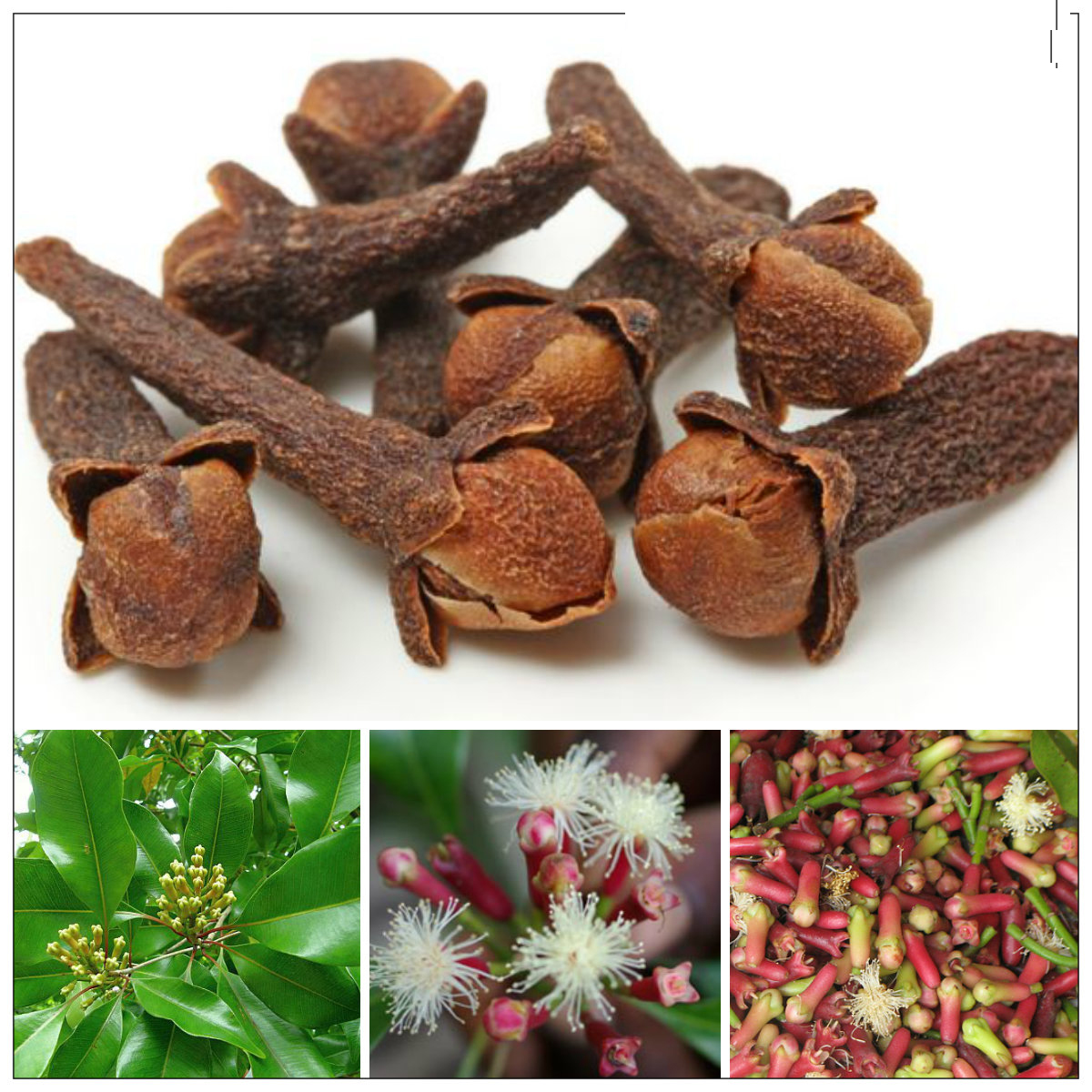 Nụ Đinh Hương khô 500gram