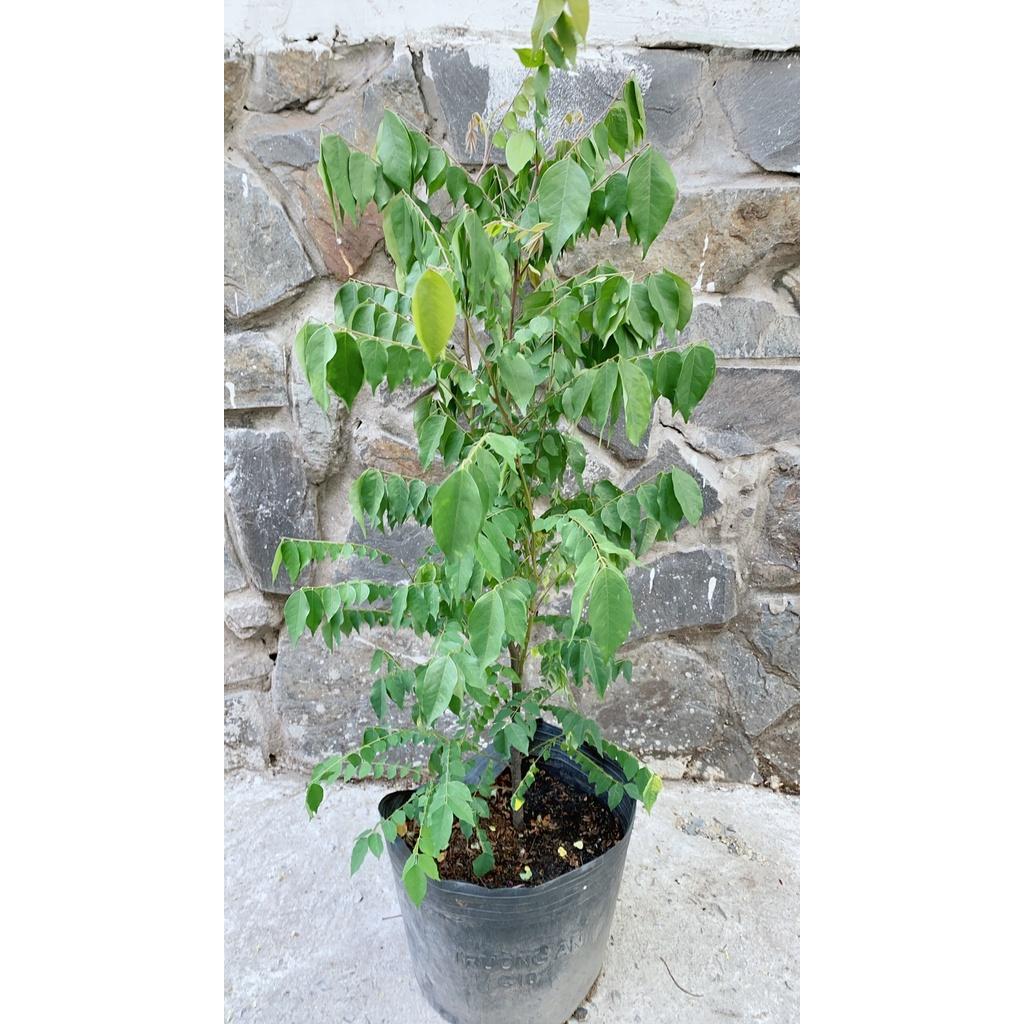 Cây Khế Cho Sai Trái