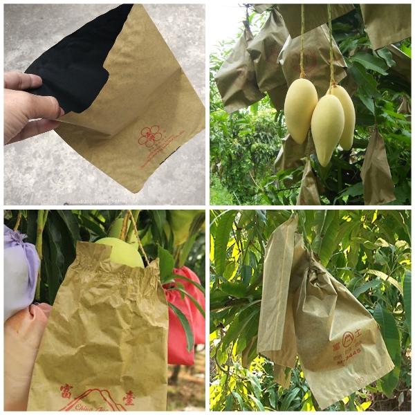 Bao Giấy Bọc Trái Cây Chống Côn Trùng