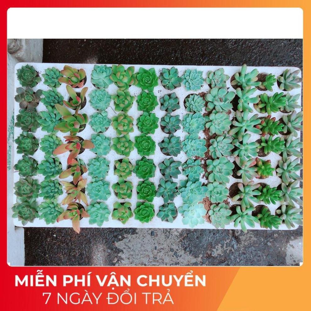 Combo 12 cây sen vỉ