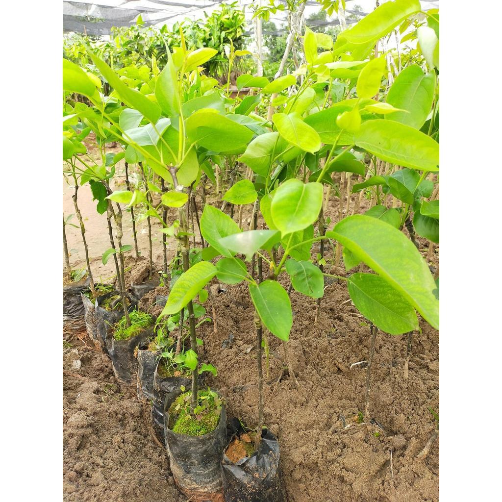 Cây giống lê nâu, lê vàng
