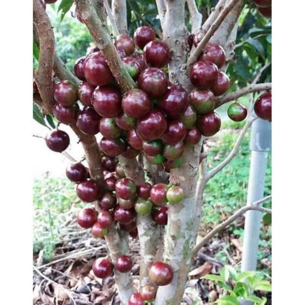 Sản phẩm Nho thân gỗ