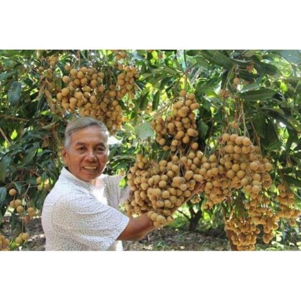 Sản phẩm CÂY GIỐNG NHÃN LỒNG KHÔNG HẠT