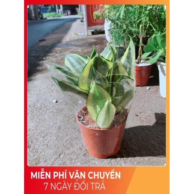 Chậu Lưỡi Hổ Thái Vàng