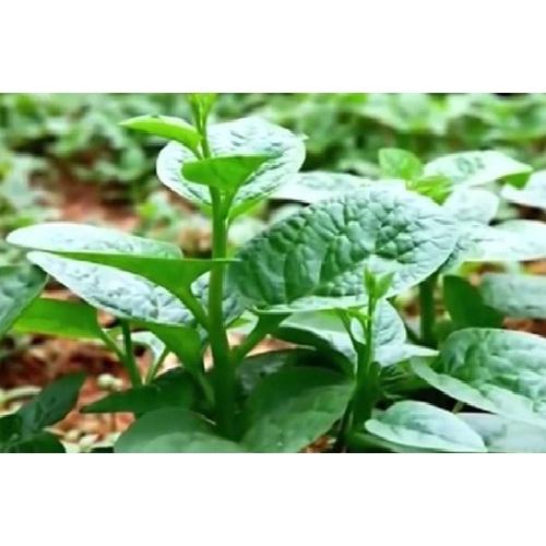 20g Hạt giống Mồng Tơi Cao Sản - lá tròn to, xanh dày