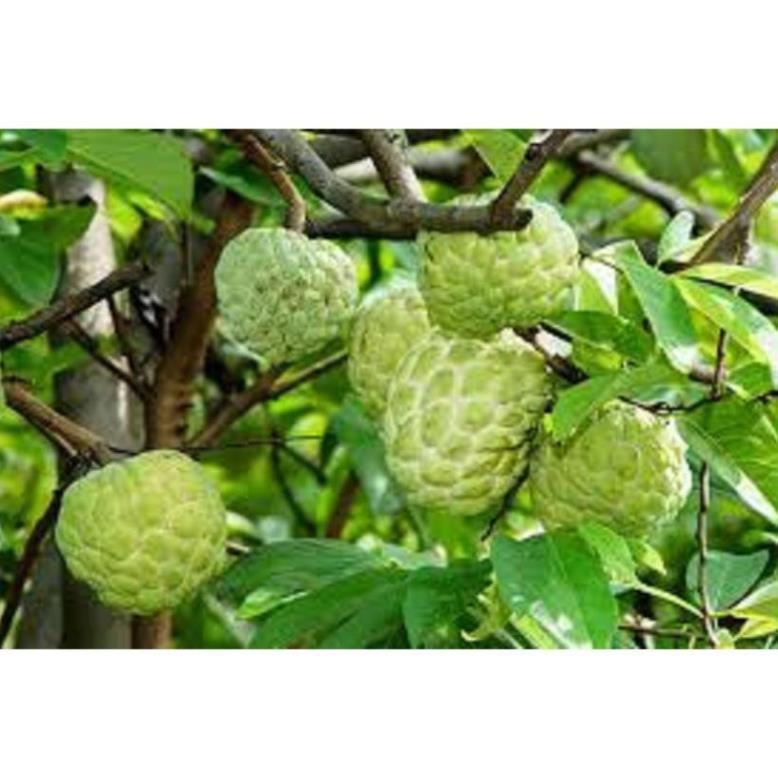 Cây giống na thái hàng cây giống chuẩn F1