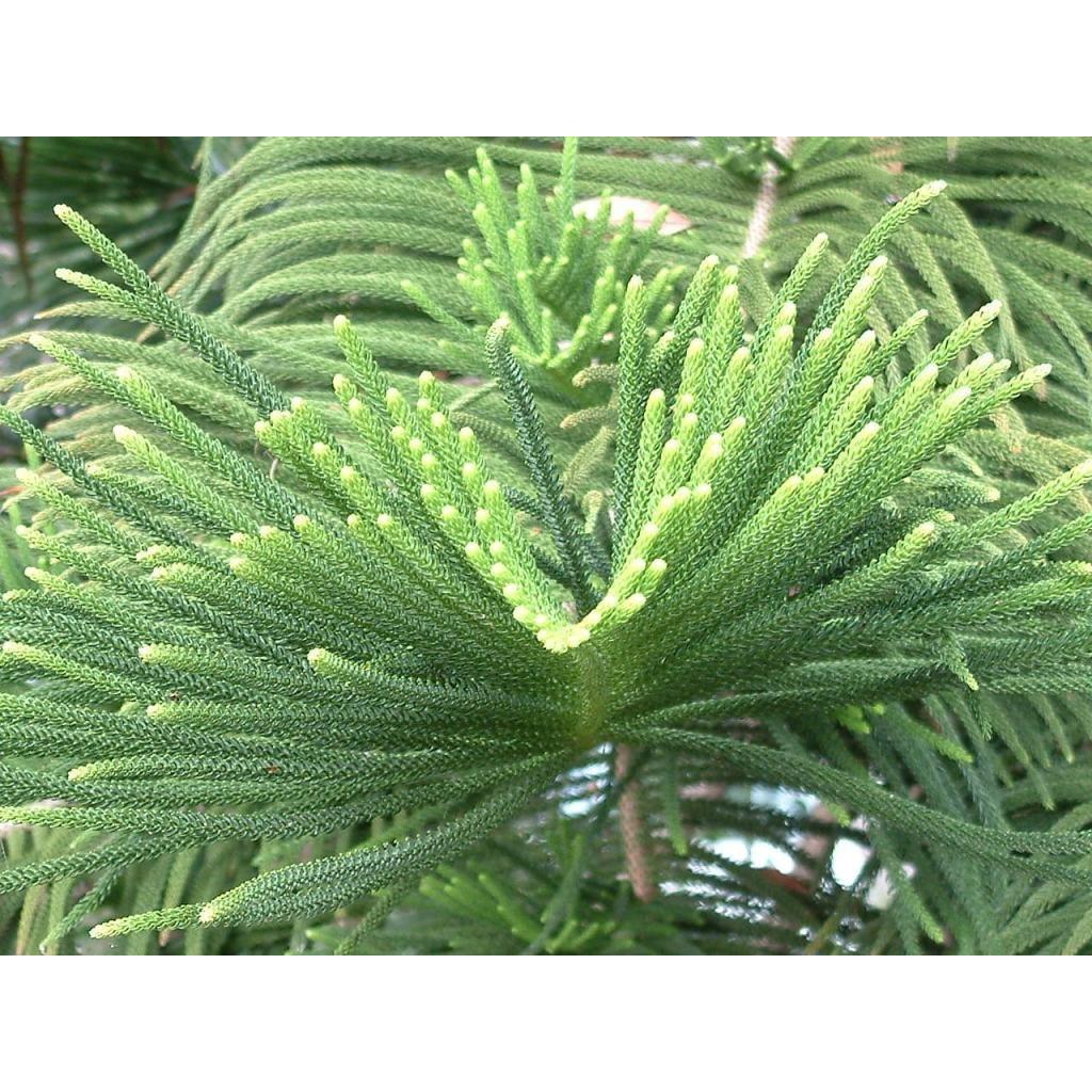 Cây tùng bách tán - cây giống nhỏ