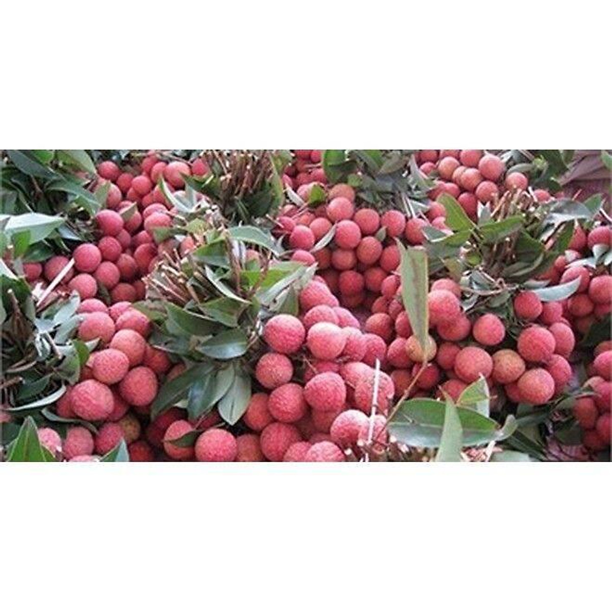 CÂY GIỐNG VẢI KHÔNG HẠT )
