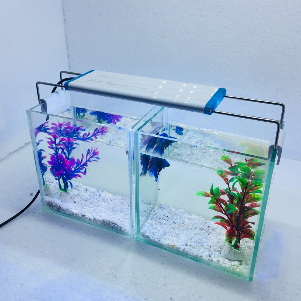 Combo 2 bể cá mini để bàn 15cm có đèn led