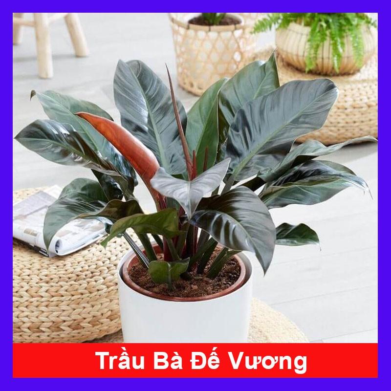 Trầu Bà Đế Vương - cây cảnh để trong nhà + tặng phân bón cho cây