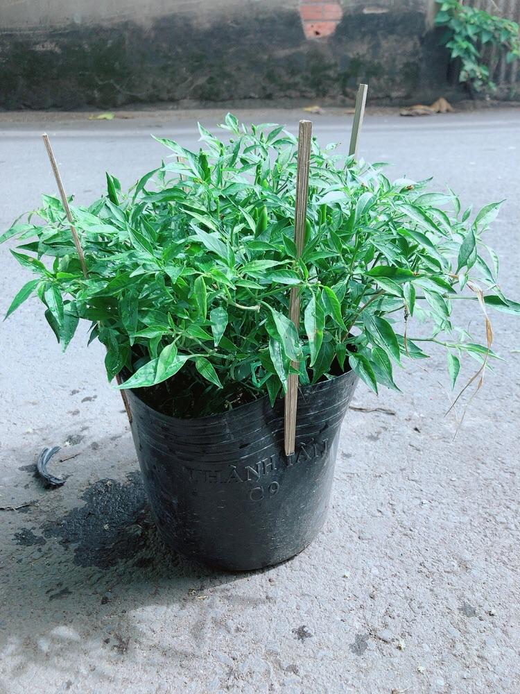 Bụi Ớt Hiểm