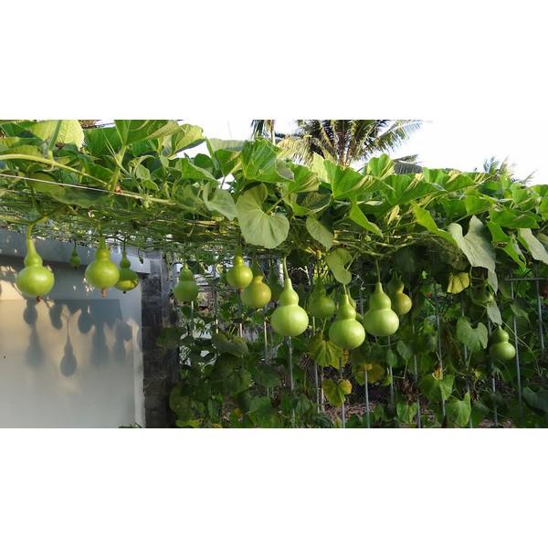 Hạt giống bầu hồ lô cao sản
