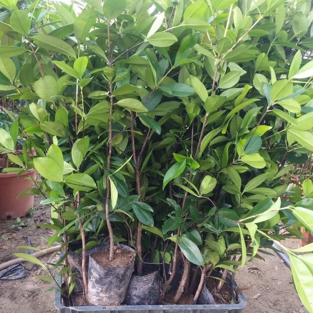 Cây cherry Brazil nhiệt đới dễ trồng chịu nhiệt tốt 1 năm ra quả