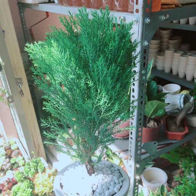 Chậu tùng bồng lai