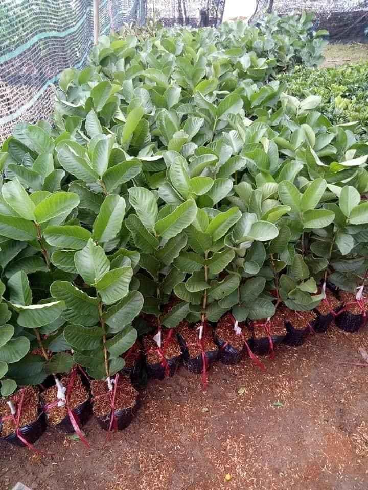 Ổi Ruby ruột đỏ - ổi dưa hấu không hạt ra quả siêu sớm