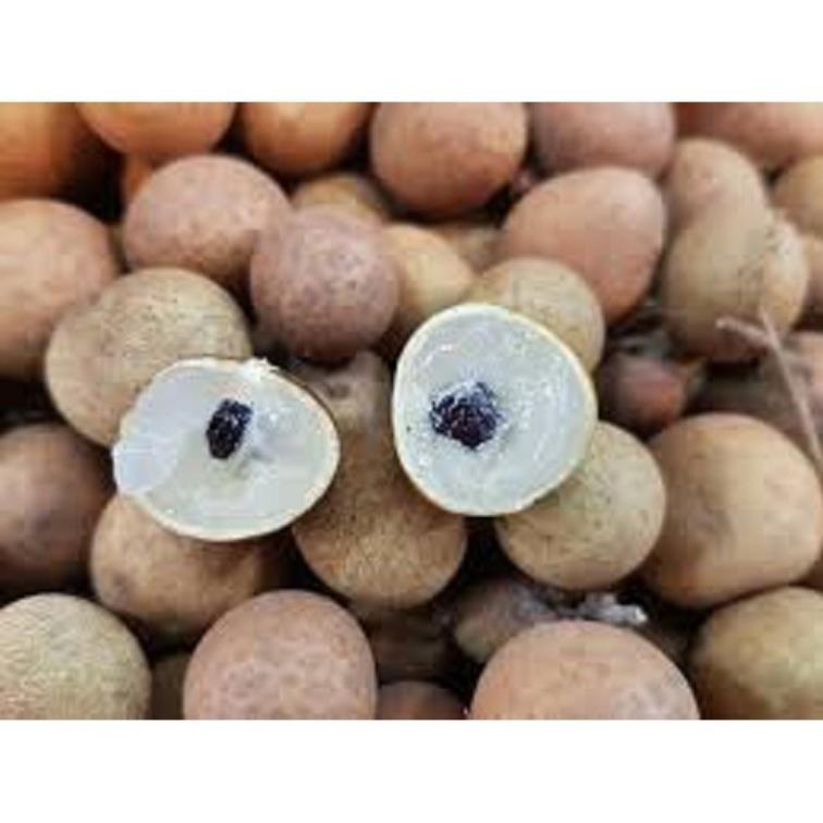CÂY GIỐNG NHÃN HẠT LÉP THÁI LAN