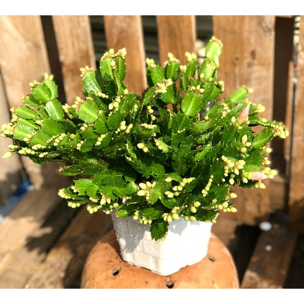 Chậu hoa Tiểu Quỳnh màu hồng
