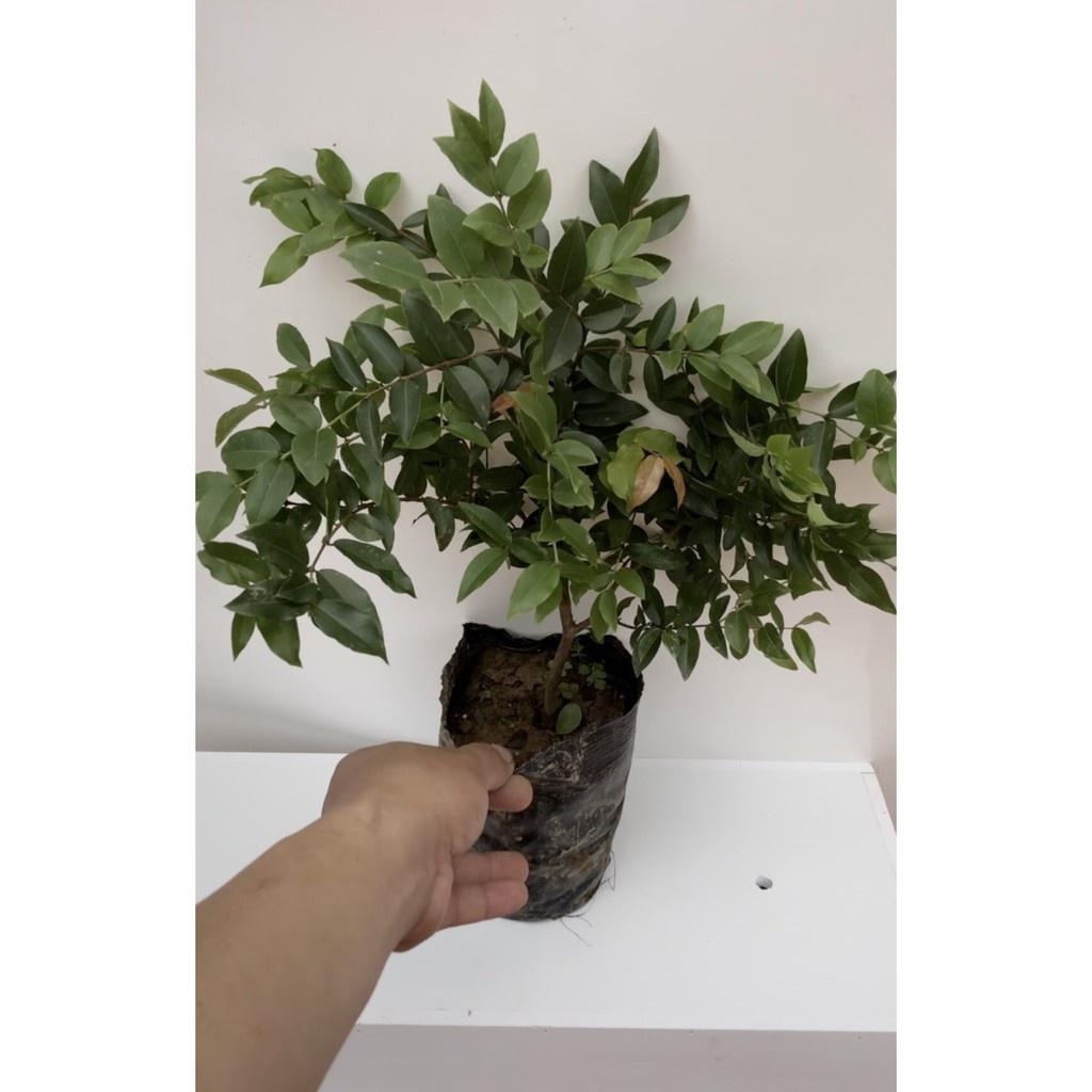 Cây nho thân gỗ tứ quý lá nhỏ chơi bonsai