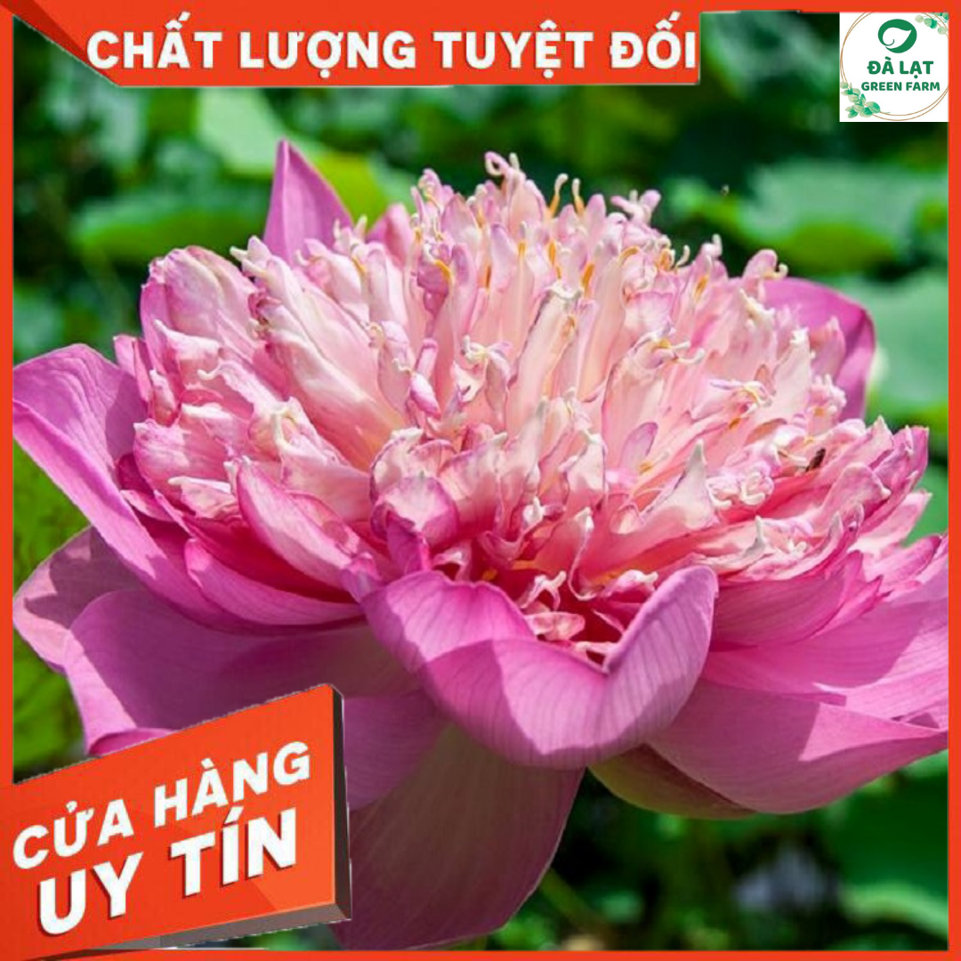 Hạt giống Sen Thái, Sen Quan Âm (5 hạt)