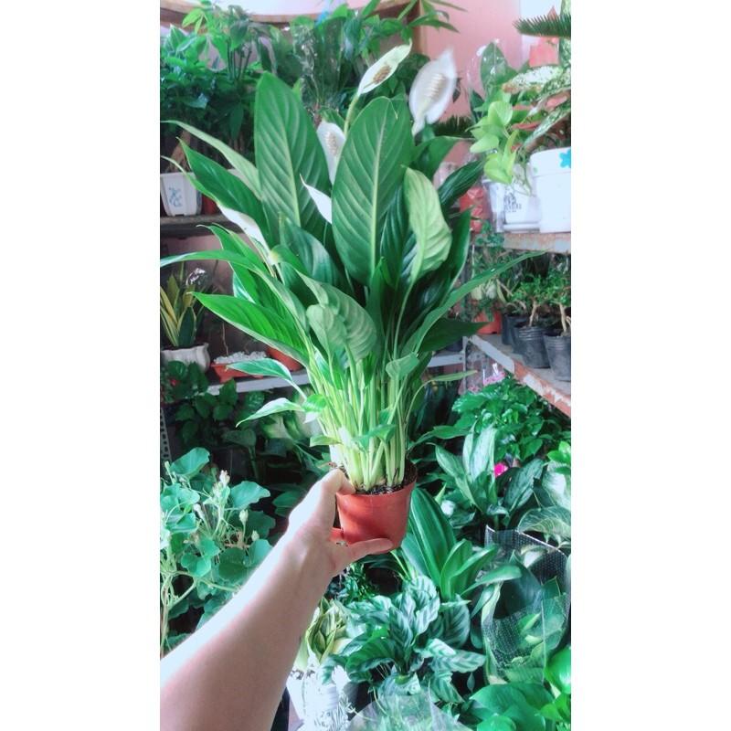Lan Ý Hàng Đẹp