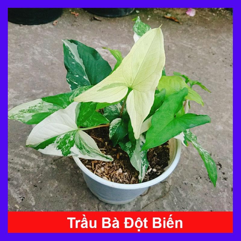 Cây Trầu Bà Đột Biến - Trầu Bà Var Trắng