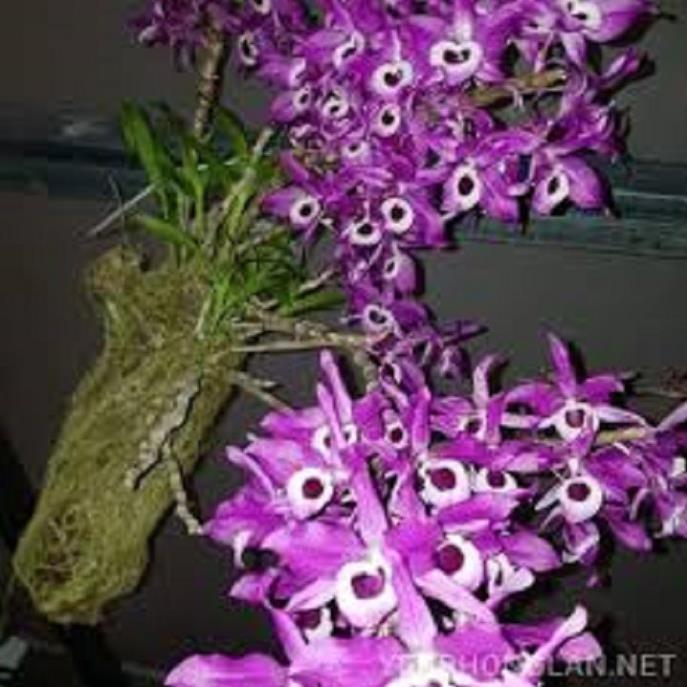 Sản Phẩm Hoa phong lan- hoàng thảo kèn