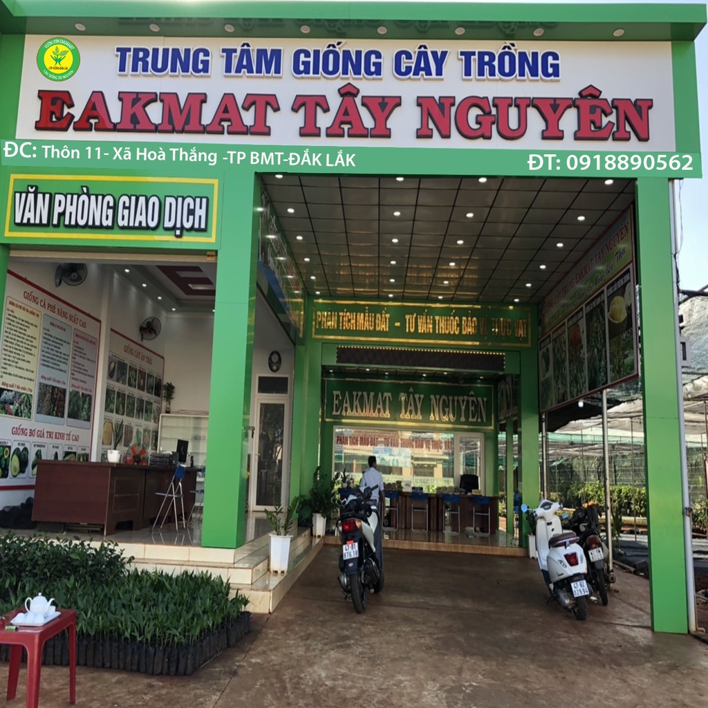 CÂY GIỐNG SẦU RIÊNG ÓC KHỈ