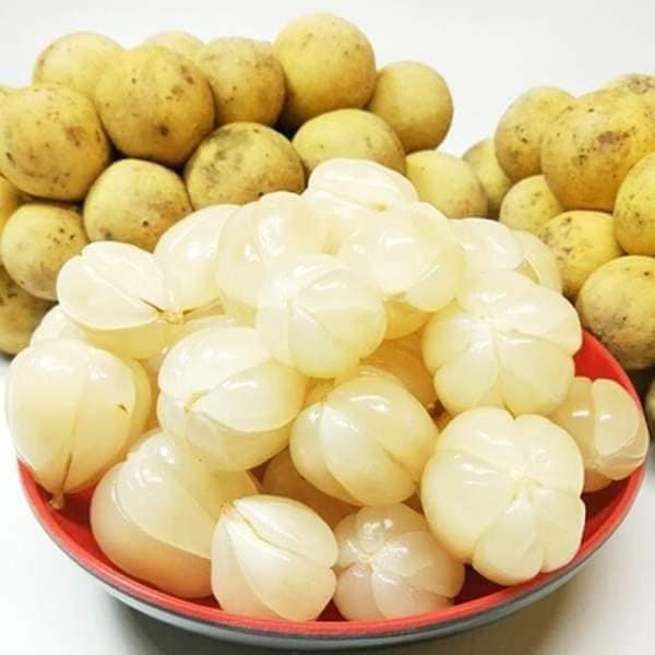 Cây giống bòn bon thái siêu quả